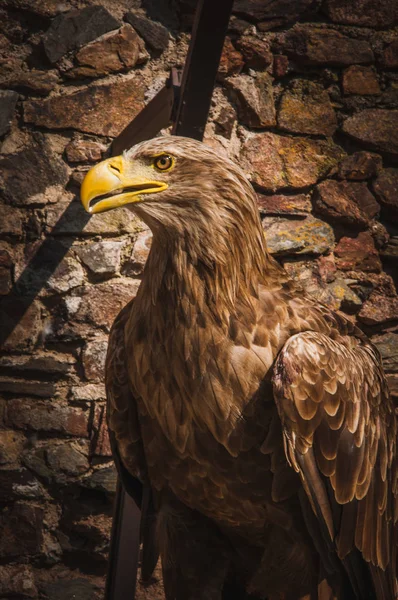 一只大黄喙的老鹰特写 — 图库照片