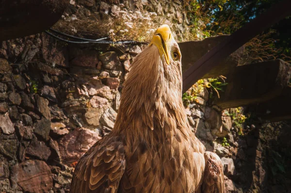 一只大黄喙的老鹰特写 — 图库照片
