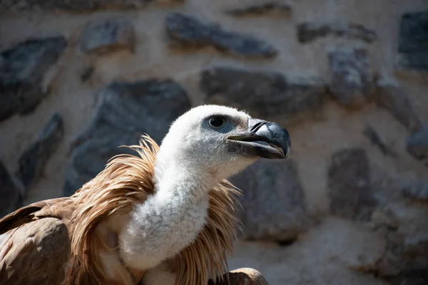 Close Van Het Hoofd Nek Van Een Griffon Vulture — Stockfoto