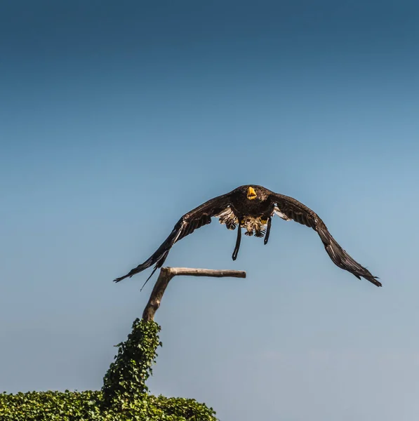 Steller Keizerarend Blauwe Vlakke Achtergrond — Stockfoto