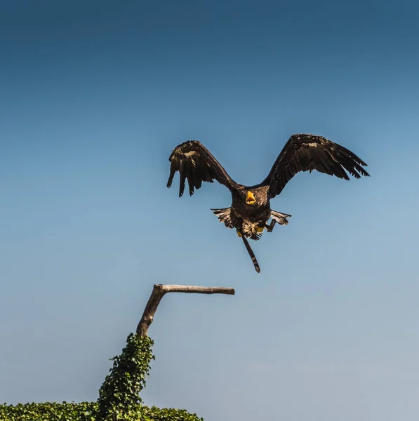 Steller Keizerarend Blauwe Vlakke Achtergrond — Stockfoto