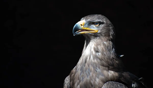 Huvud Och Skott Tawny Eagle Svart Bakgrund — Stockfoto