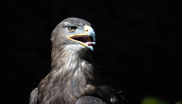 Hoofd Foto Van Een Tawny Eagle Zwarte Achtergrond — Stockfoto