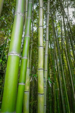 Arashiyama bambu ormanında Sagano'da, Kyoto, Japonya