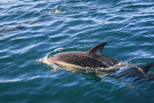 Delfín Skákání Kaikoura Bay Nový Zéland — Stock fotografie