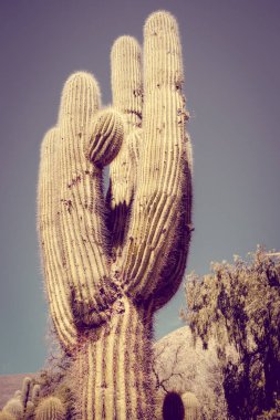 Giant cactus close-up in the Tilcara quebrada moutains, Argentina clipart