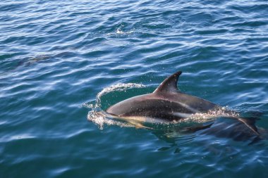 dolphin jumping in Kaikoura bay, New Zealand clipart