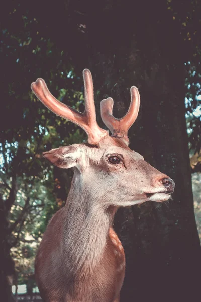 Male Sika Deer Nara Park Forest Japan — Stock Photo, Image