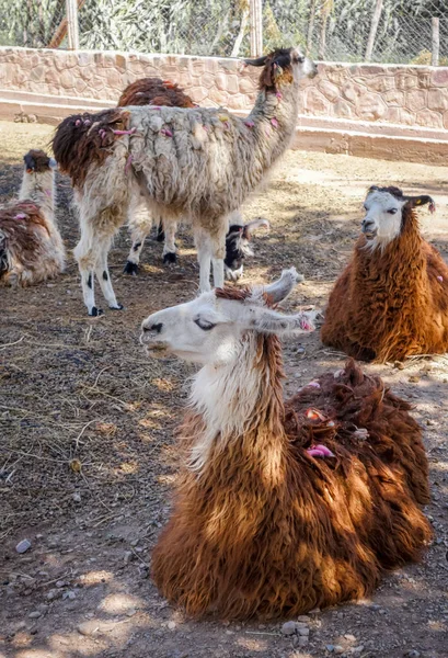 Lamas Dans Une Ferme Tilcara Argentine Amérique Sud — Photo