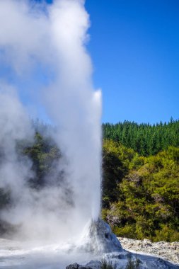 Geyser in Waiotapu geothermal area, Rotorua, New Zealand clipart