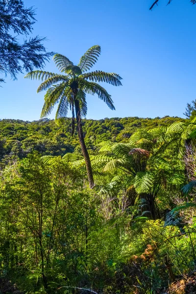 Abel Tasman Coast Track Parque Nacional Nueva Zelanda — Foto de Stock