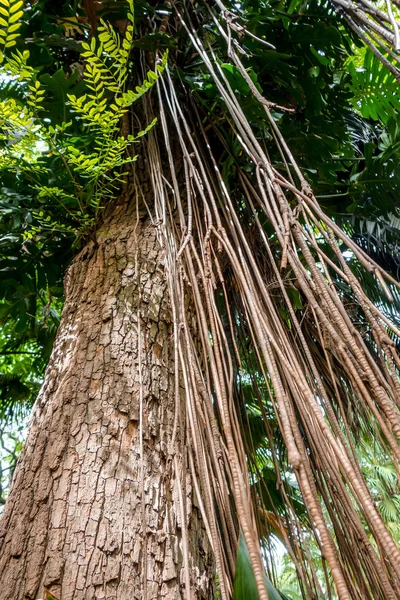 Árboles Lianas Selva Tropical Fondo Selva —  Fotos de Stock