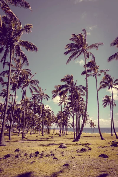 Palmiers Sur Plage Anakena Île Pâques Chili — Photo