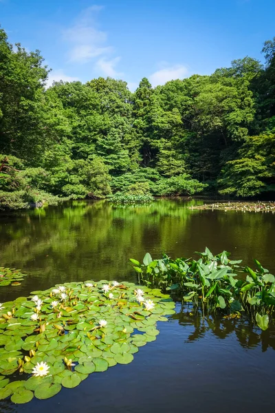 Nenuphars Auf Meiji Jingu Gartenteich Yoyogi Park Tokyo Japan — Stockfoto