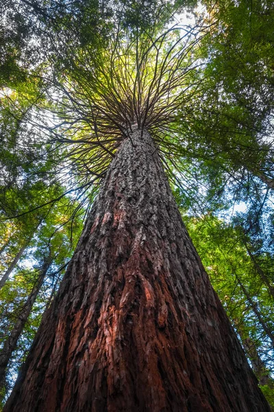 Sequoia Gigante Felci Nella Foresta Sequoie Whakarewarewa Rotorua Nuova Zelanda — Foto Stock