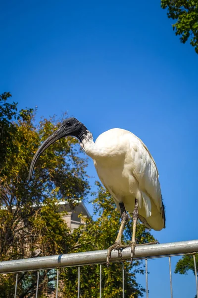 Czarno Biały Ibis Ogrodzenie Sydney Australia — Zdjęcie stockowe