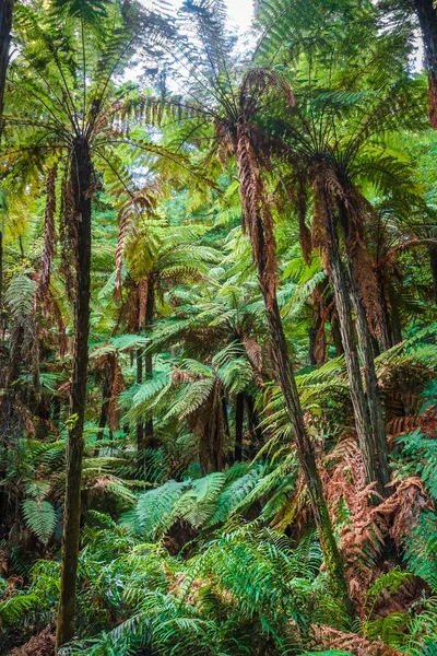 Giant Ferns Whakarewarewa Redwood Forest Rotorua New Zealand — Stock Photo, Image