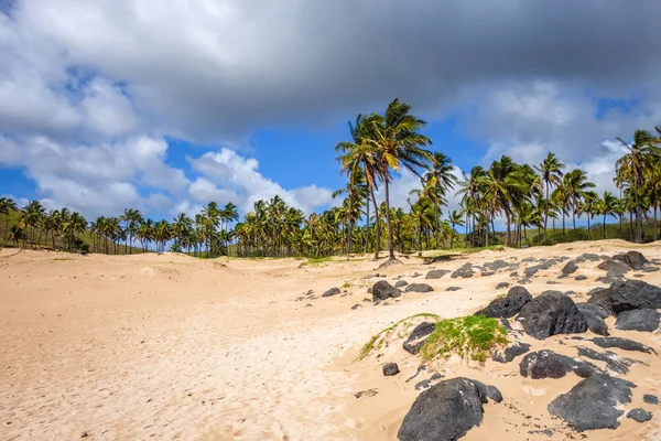 Palmiers Sur Plage Anakena Île Pâques Chili — Photo