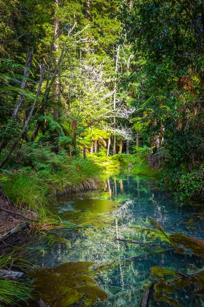 ファカレワレワのレッドウッド ロトルア ニュージーランドの湖 — ストック写真