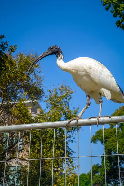 Preto Branco Ibis Uma Cerca Sydney Austrália — Fotografia de Stock