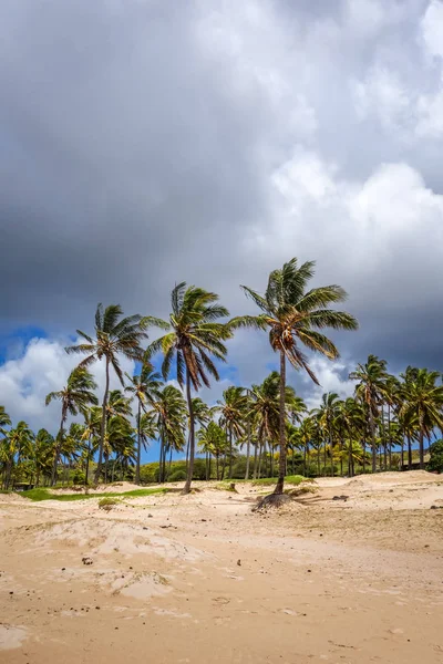 Palm trees on Anakena beach, easter island, Chile