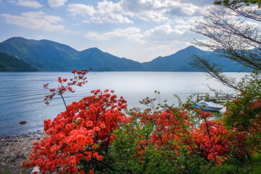 Nikko Milli Parkı, Japonya'nın Chuzenji göl manzara ve kırmızı çiçeği