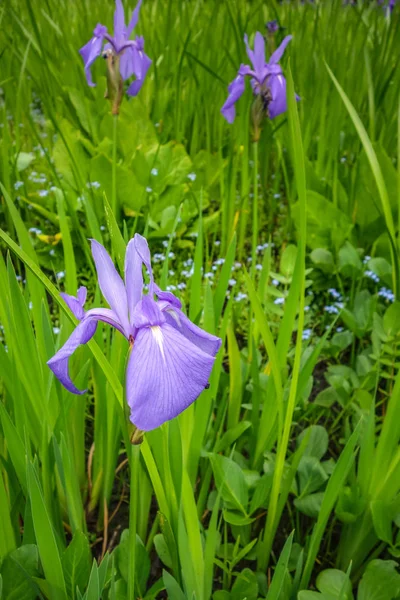 Irys Kwiaty Ogrodzie Botanicznym Nikko Japonia — Zdjęcie stockowe