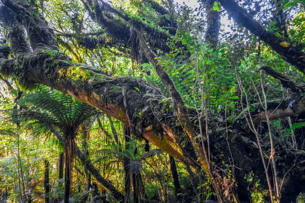 Raíces Helechos Selva Tropical Nueva Zelanda — Foto de Stock