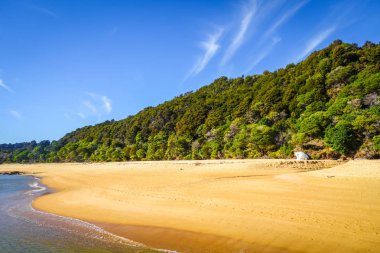 Abel Tasman Ulusal Park. Beyaz defne ve turkuaz deniz kum. Yeni Zelanda