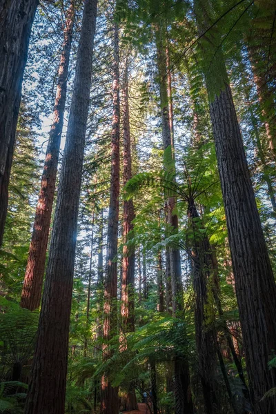 Sequoia Gigante Felci Nella Foresta Sequoie Whakarewarewa Rotorua Nuova Zelanda — Foto Stock