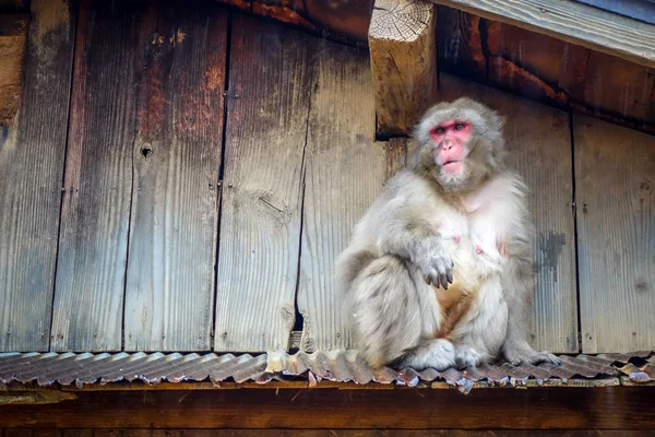 Japanese Macaque Rooftop Iwatayama Monkey Park Kyoto Japan — Stock Photo, Image
