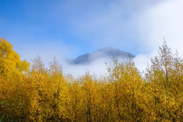 Ομίχλη Στο Κίτρινο Δέντρο Δάσος Στα Βουνά Της Νέας Ζηλανδίας — Φωτογραφία Αρχείου