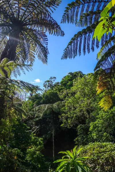Helechos Gigantes Selva Tropical Nueva Zelanda — Foto de Stock