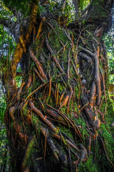 Raízes Samambaias Nova Zelândia Floresta Tropical — Fotografia de Stock
