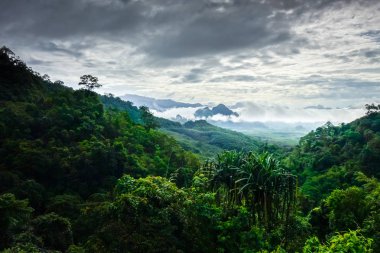 Khao Sok Milli Park orman manzara, Tayland