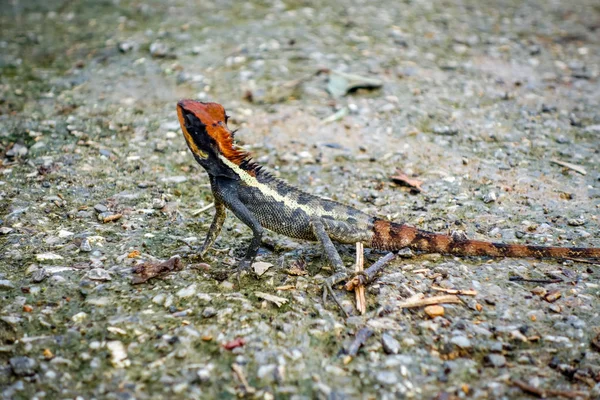 Lézard Crête Dans Jungle Parc National Khao Sok Thaïlande — Photo