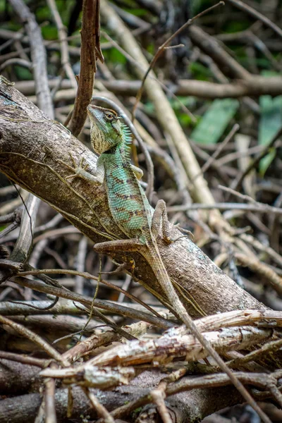 Lucertola Crested Nella Giungla Khao Sok National Park Thailandia — Foto Stock