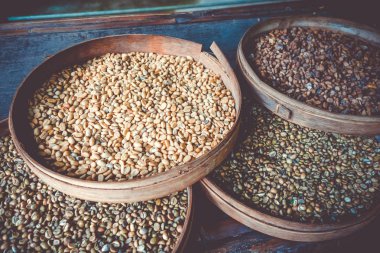 Kopi Luwak coffe fasulye yakın çekim, Bali, Endonezya