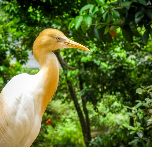 Bovinos Egret Bubulcus Ibis Floresta Tropical — Fotografia de Stock