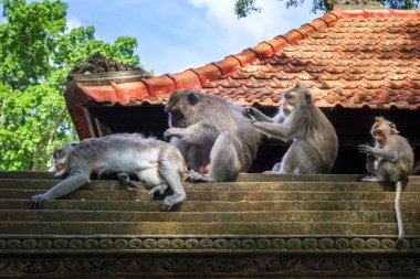 Kutsal maymun orman, Ubud, Bali, Endonezya bir tapınak maymunlar çatı