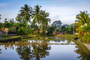 Paddy alan günbatımı, Ubud, Bali, Endonezya, su altında