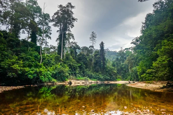丛林雨林中的河流 马来西亚塔曼内加拉国家公园 — 图库照片
