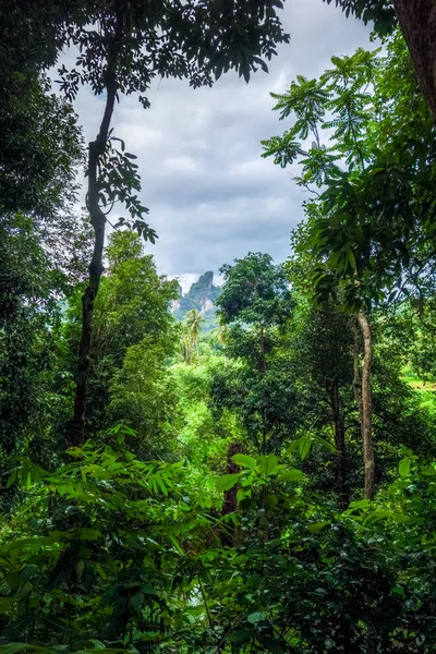 Skogslandskapet Djungeln Nationalparken Khao Sok Thailand — Stockfoto