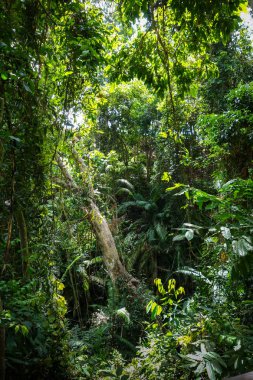 Jungle landscape in the sacred Monkey Forest, Ubud, Bali, Indonesia clipart