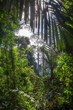 Orman rainforest manzara. Taman Negara Ulusal Parkı, Malezya