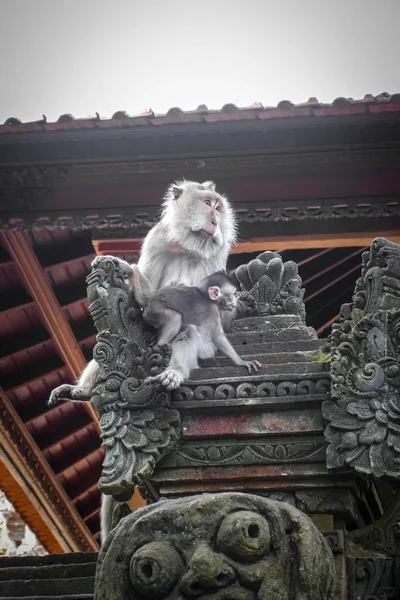 Monkeys Temple Roof Sacred Monkey Forest Ubud Bali Indonesia — Stock Photo, Image