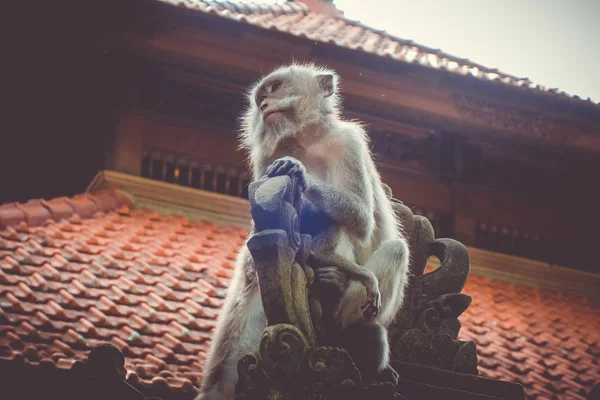 Małpy Świątyni Dachu Sacred Monkey Forest Ubud Bali Indonezja — Zdjęcie stockowe