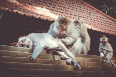 Monkeys on a temple roof in the sacred Monkey Forest, Ubud, Bali, Indonesia clipart