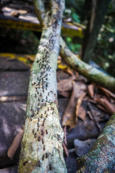 Colonia Termitas Parque Nacional Taman Negara Malasia — Foto de Stock