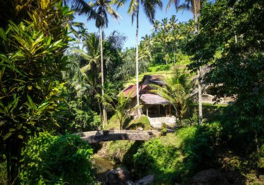 Köprü ve orman Gunung Kawi mezar Tapınağı, Tampaksiring, Ubud, Bali, Endonezya